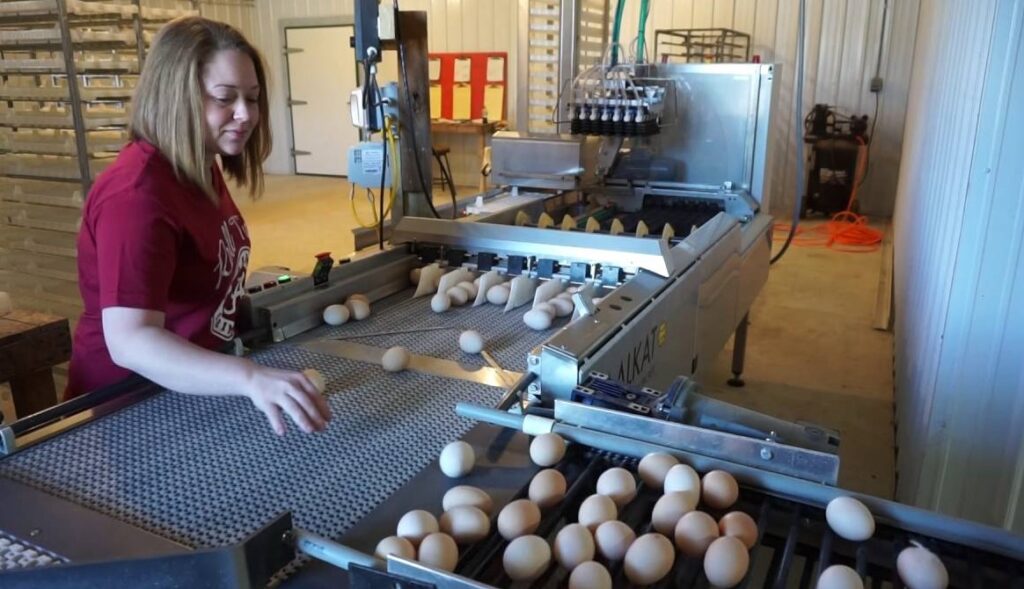 Latest Eggs Packers Jobs