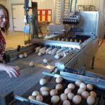 Latest Eggs Packers Jobs